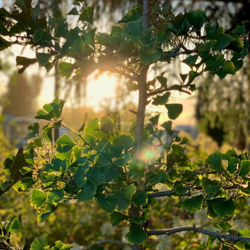 Ginko Biloba 