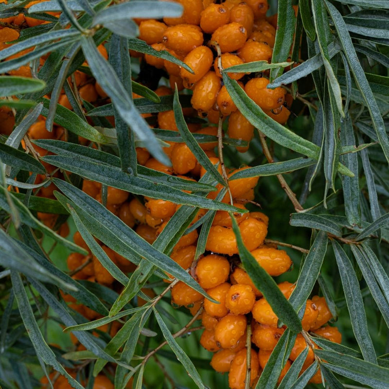 Nordic Sea Buckthorn