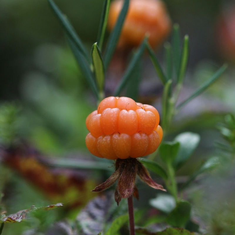 Nordic Cloudberry Complex